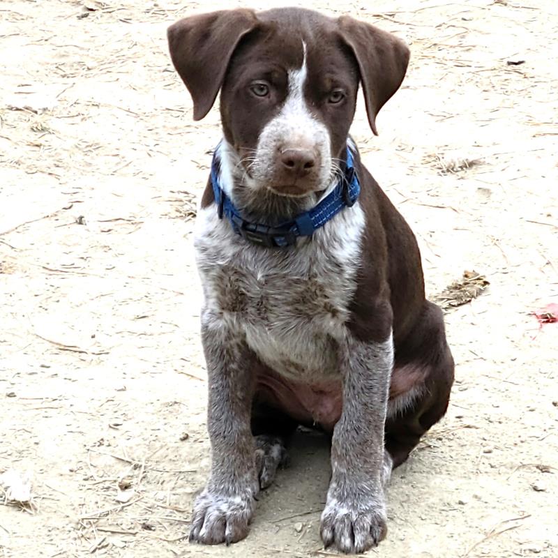 German Shorthaired Pointer Pitbull Mix