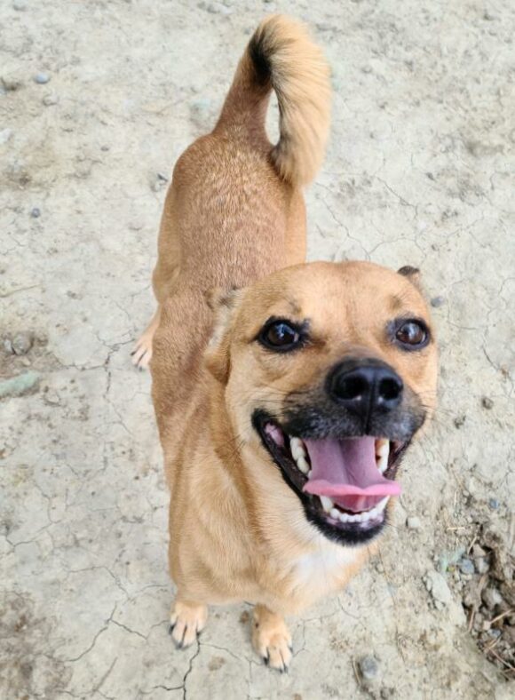 ROCKY – PUGGLE??? – MALE – 3 YEARS OLD
