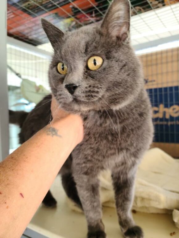 SMOKY – RUSSIAN BLUE – MALE – 6 YEARS OLD?