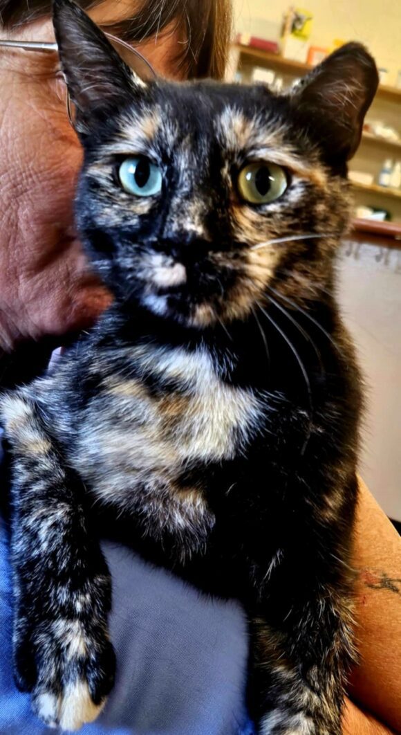 🥰ADOPTED!!!🥰 MAEVE – DSH – FEMALE – 4 YEARS OLD?