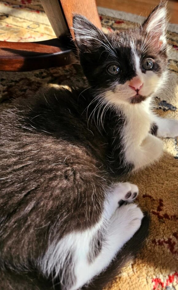 SULLY – DSH – MALE – 8 WEEKS OLD