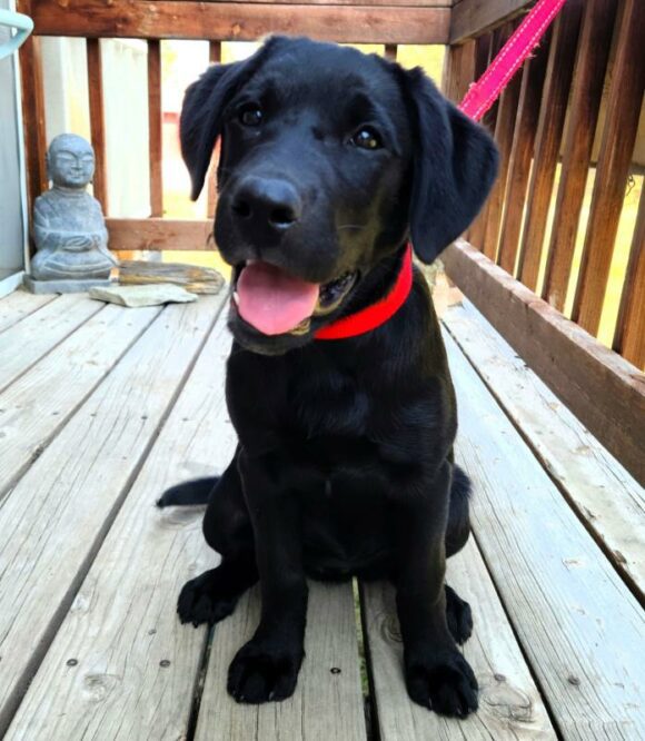 🥰🥰🥰ADOPTED!!!🥰🥰🥰 LUCY – LABRADOR RETRIEVER – FEMALE – 3 MONTHS OLD