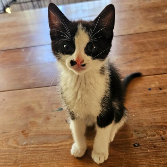 SEALY – DSH – MALE – 8 WEEKS OLD