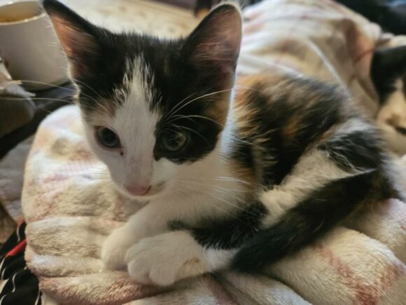 TAWONDA – DSH – FEMALE – 8 WEEKS OLD