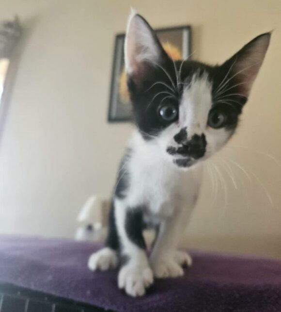 ZEYA – DSH – FEMALE – 8 WEEKS OLD