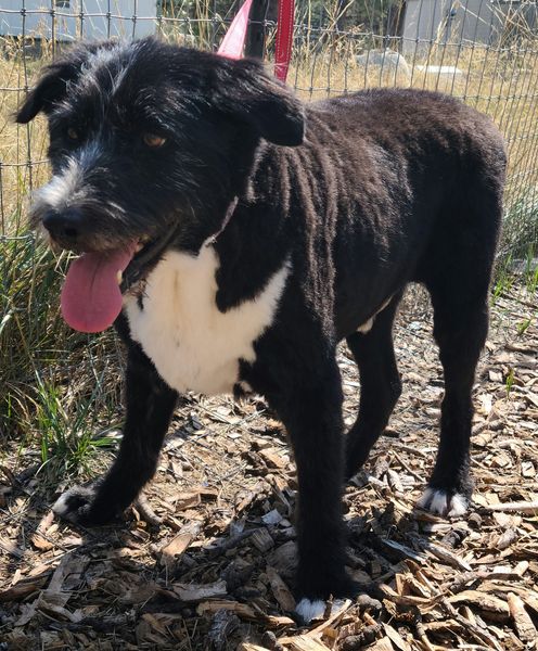 SAMMY – IDAHO SHAG MIX? – MALE – 8 YEARS OLD