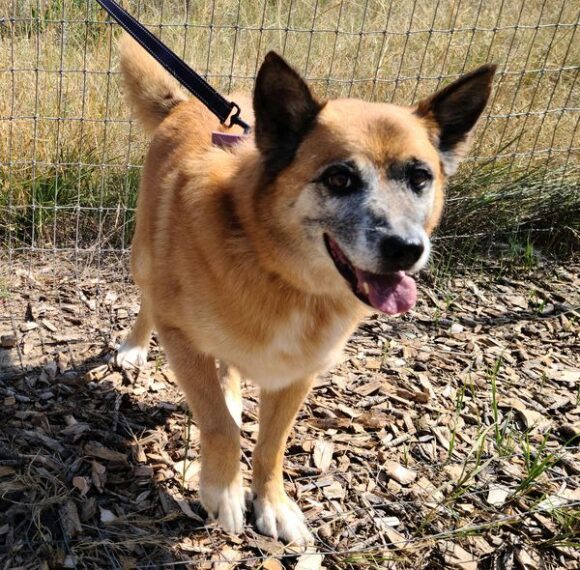 🥰ADOPTED!!!🥰 SCOUT – GSD MIX – MALE – 14 YEARS YOUNG