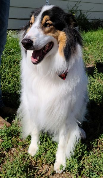 🥰ADOPTED!!!🥰 RUBEN – ROUGH COAT COLLIE MIX – MALE – 4 YEARS OLD