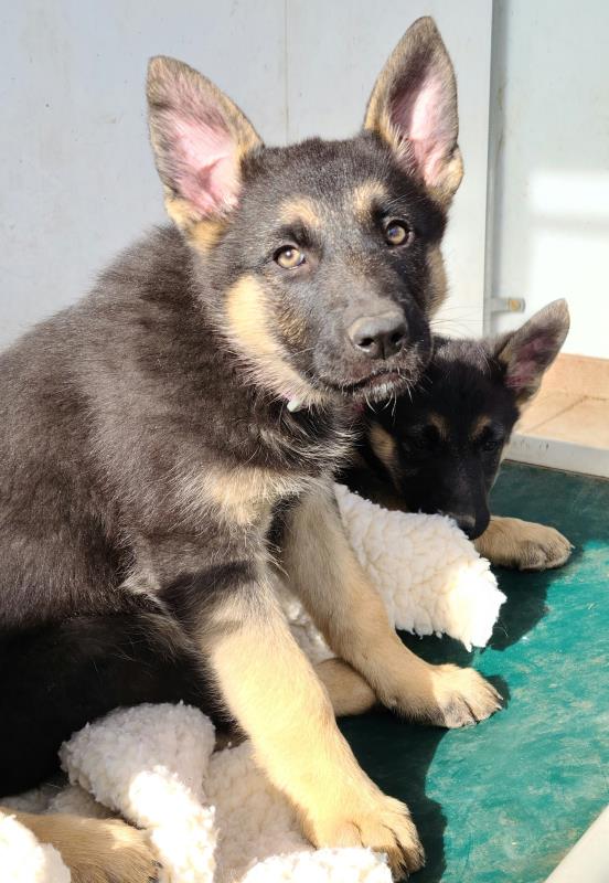 😍ALL THREE PUPPIES HAVE PENDING ADOPTIONS!😍 Finn, Skye and Sophie – German Shepherd – Male/Female – 10 weeks old