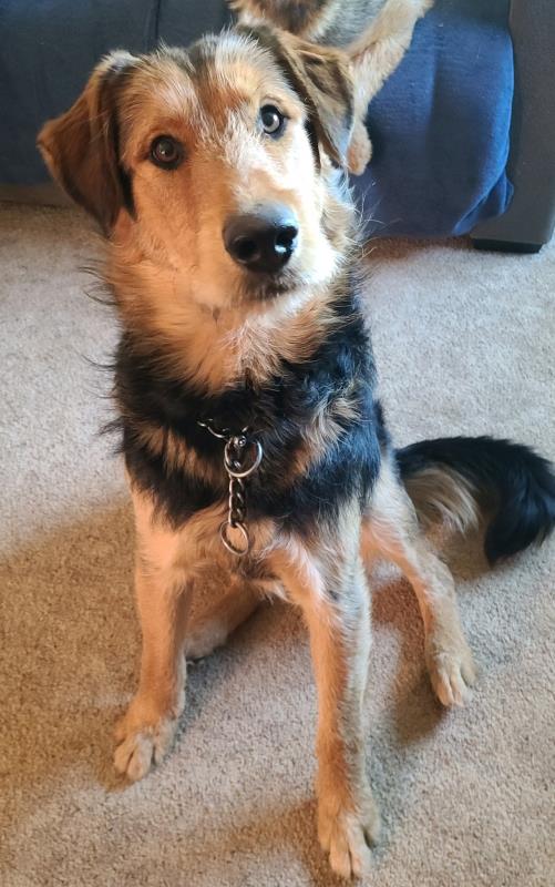 😍ADOPTED!!!😍 GIBBS – AIREDALE/GSD – MALE – 1 YEAR OLD