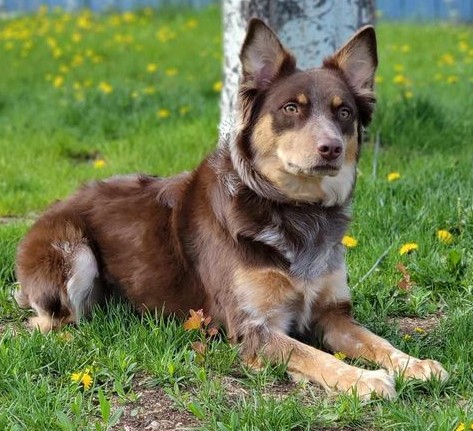 🥰ADOPTION PENDING🥰 BROWNIE – MINIATURE AUSSIE/BORDER COLLIE – FEMALE – 5 YEARS OLD