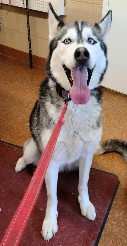 FOREST – SIBERIAN HUSKY – MALE – 3.5-4 YEARS OLD