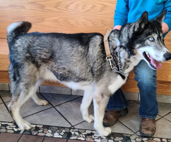 TIMBER – SIBERIAN HUSKY – MALE – 3.5-4 YEARS OLD