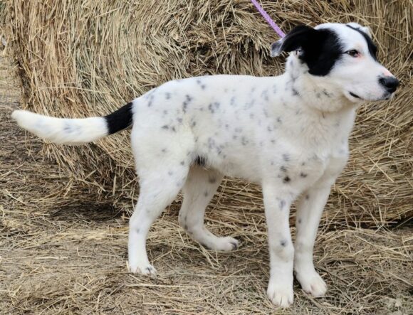 BUBBLES – HEELER MIX? – MALE – 6 MONTHSish OLD