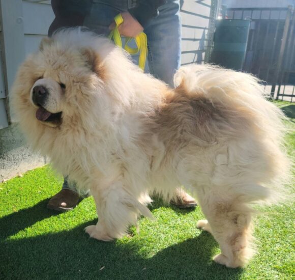 😍ADOPTION PENDING!😍 KING – CHOW CHOW – MALE – 2.5 YEARS OLD