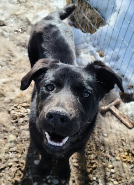 RICKY – LABRADOR RETRIEVER MIX? – MALE – 6ish MONTHS OLD