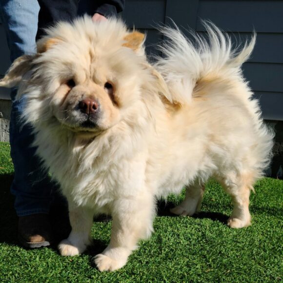 😍ADOPTION PENDING!😍 BELLA – CHOW CHOW – FEMALE – 2 YEARS OLD